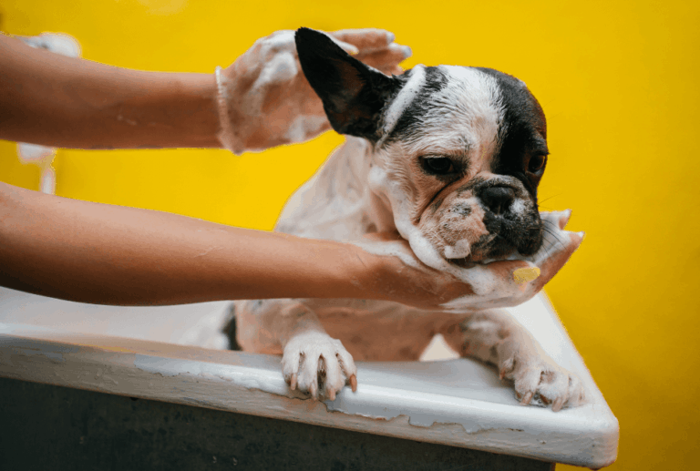 The Best Shampoo for French Bulldog Top 7 Picks Bulldoggity