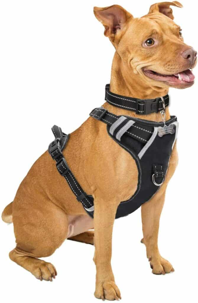 dog harness winsee