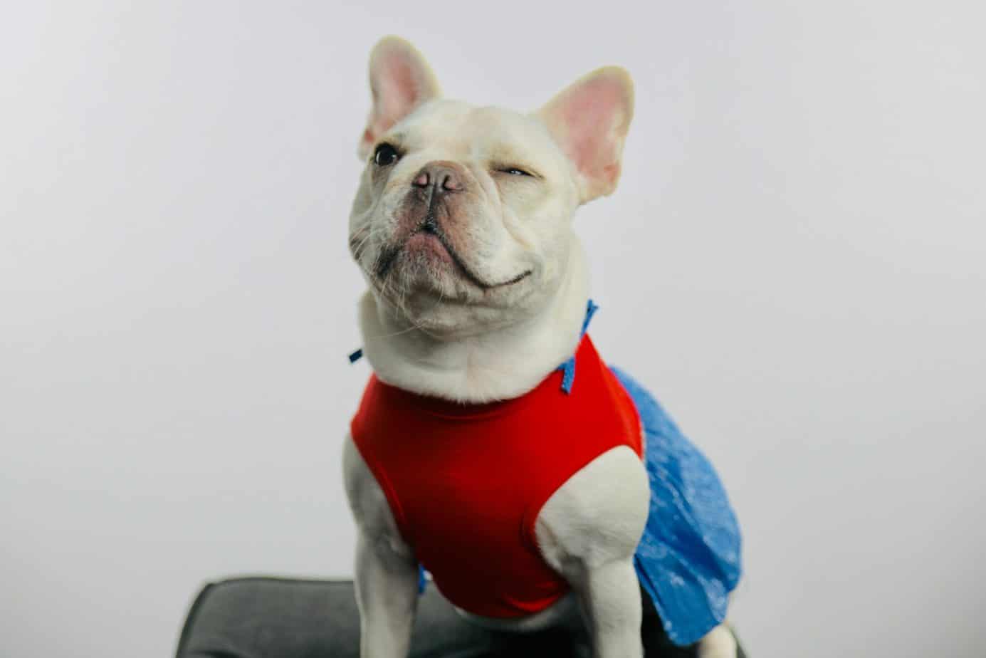 Best Pet Insurance for French Bulldogs Worth Considering Of - Bulldoggity