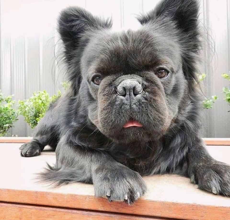 Hairy French Bulldog Learn more here | bulldogs