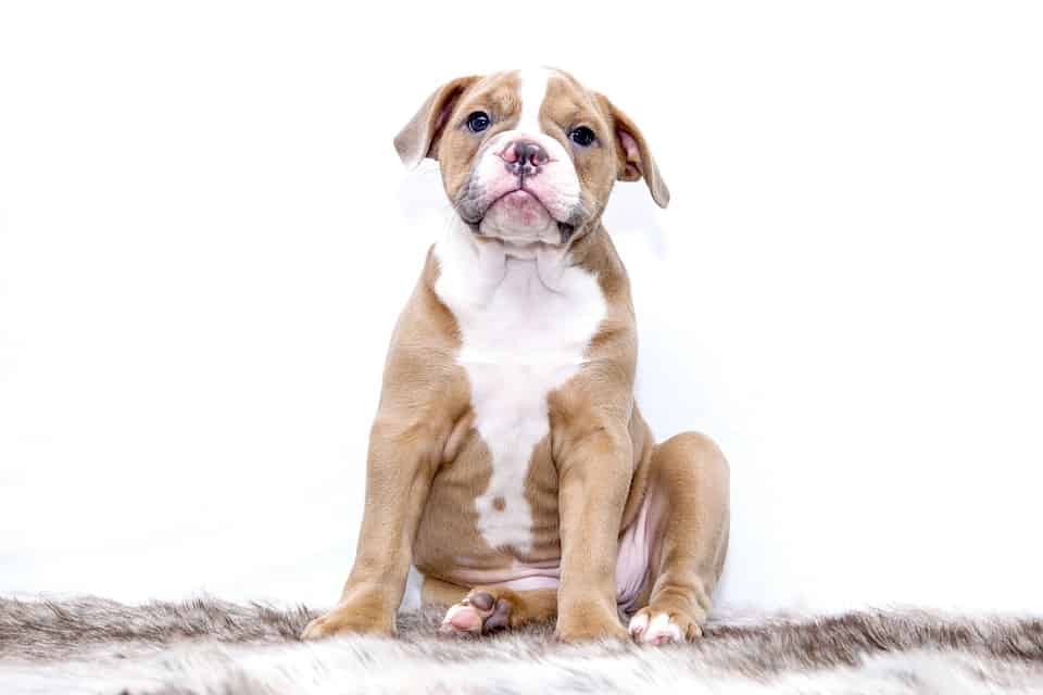 bulldog