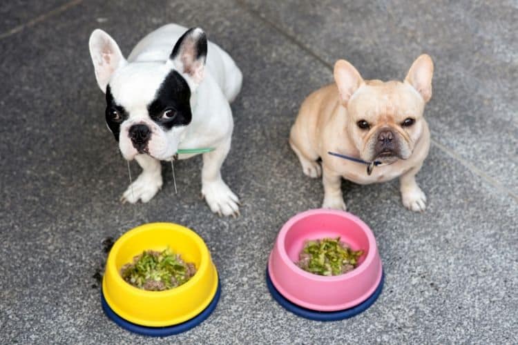 Best Food for French Bulldog