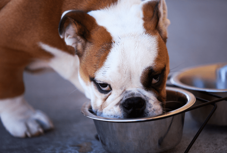Best Food for French Bulldog Guide The Top Picks I