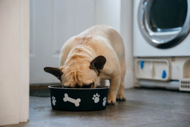 Best Food for French Bulldog